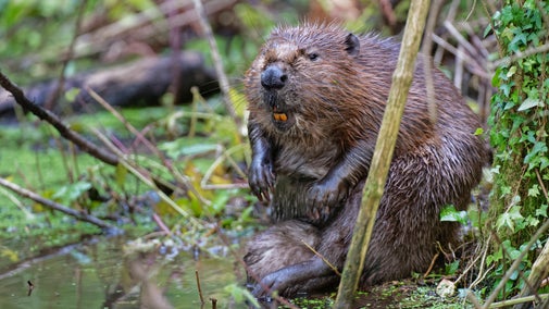 Eurasian Beaver sat underneath tree in the wild